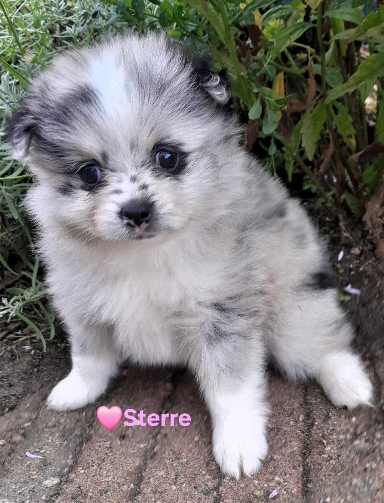 Superleuke dwergkeeshond x pups zoeken hun gouden mand, Parvo, Keeshond, 8 tot 15 weken, Meerdere