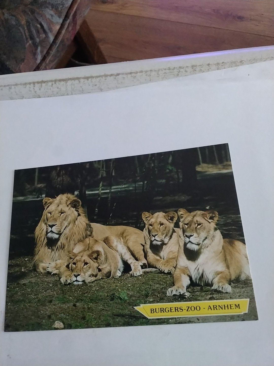 Ansichtkaart Leeuwen Burgers' Zoo Arnhem, Ophalen of Verzenden, 1980 tot heden, Ongelopen
