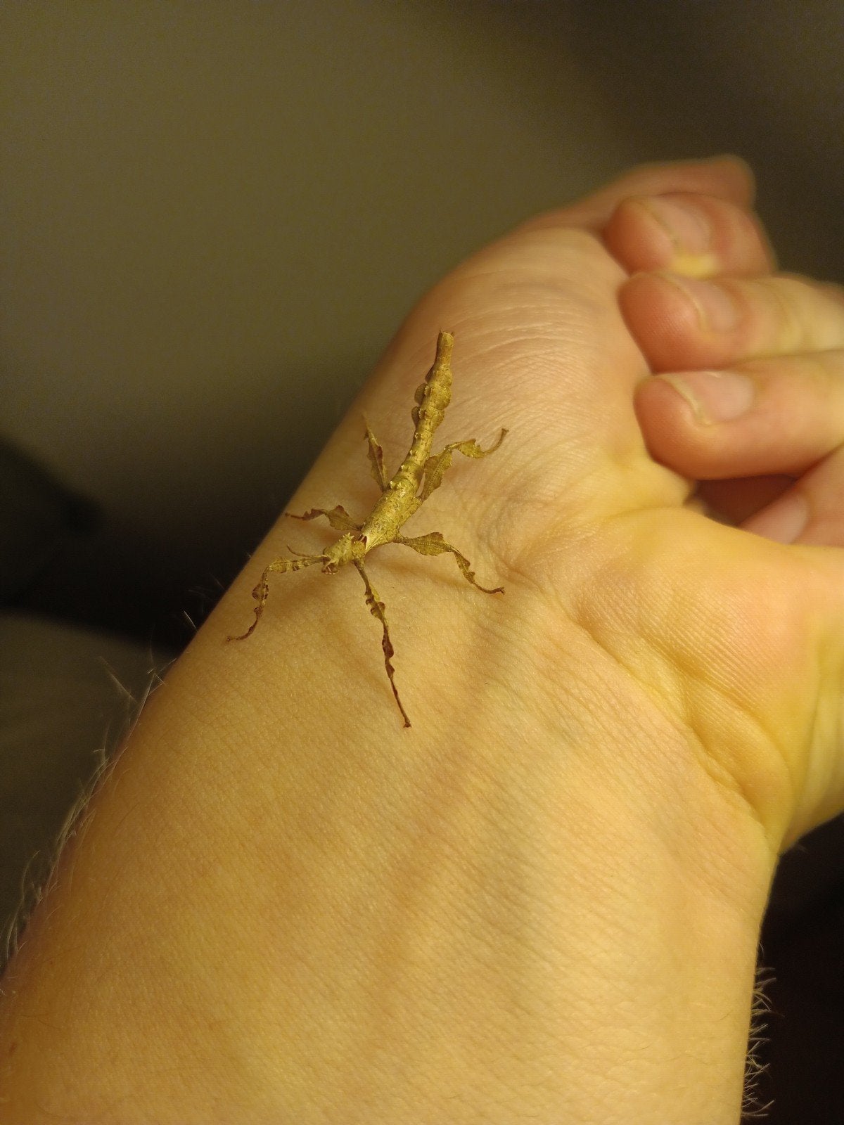 GRATIS Australische flappentakken(Extatosoma Tiaratum), Wandelende tak