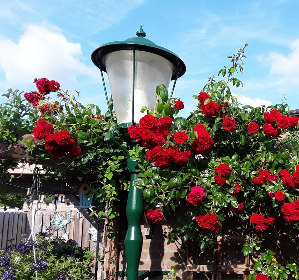 Oude gracht lantaarn/tuinlamp, Tuin en Terras, Ophalen, Gebruikt, Staande lamp, Netvoeding