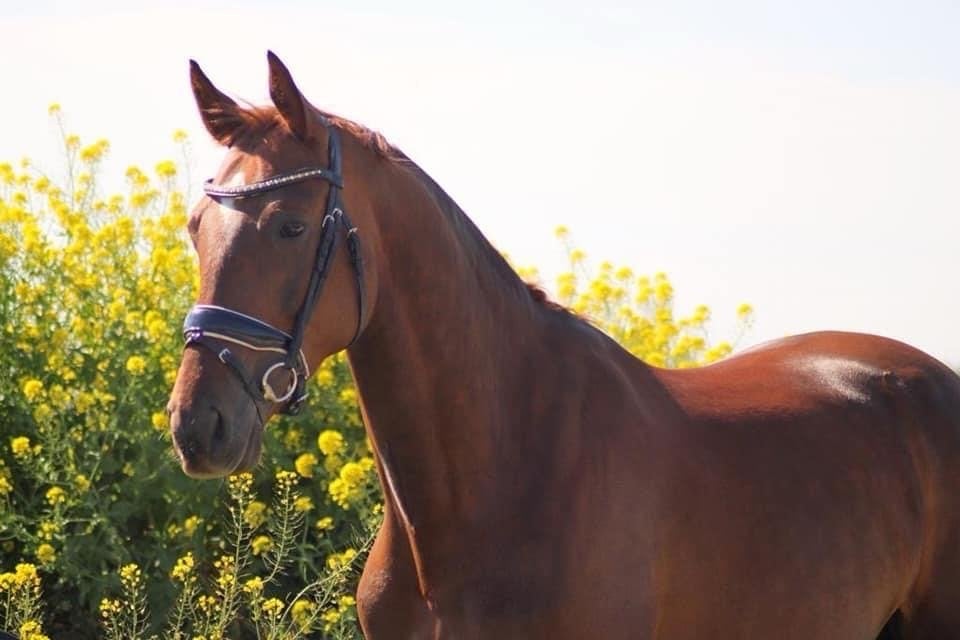 Nairobi, 8 jarige merrie, Merrie, B, Dressuurpaard, 7 tot 10 jaar