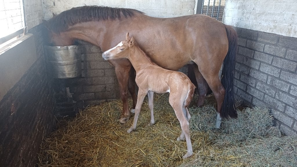 New Forest merrieveulen, Merrie, Met stamboom, Niet van toepassing, Springpony