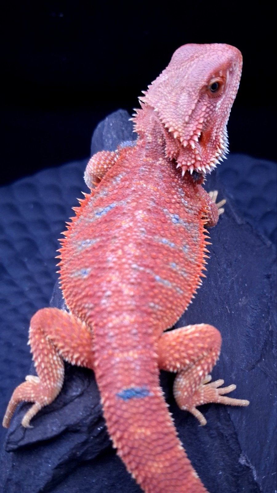 Red HypoTrans Coral G-Stripe Blue Bar Baardagaam man (Uniek) Bearded Dragon - male for sale from Design Dragons
