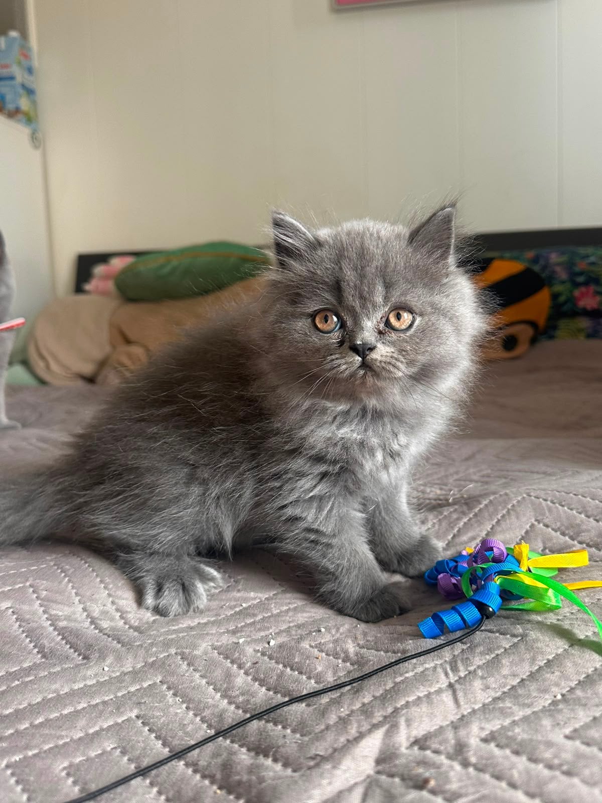 Britse kitten langhaar, Kater, 0 tot 2 jaar