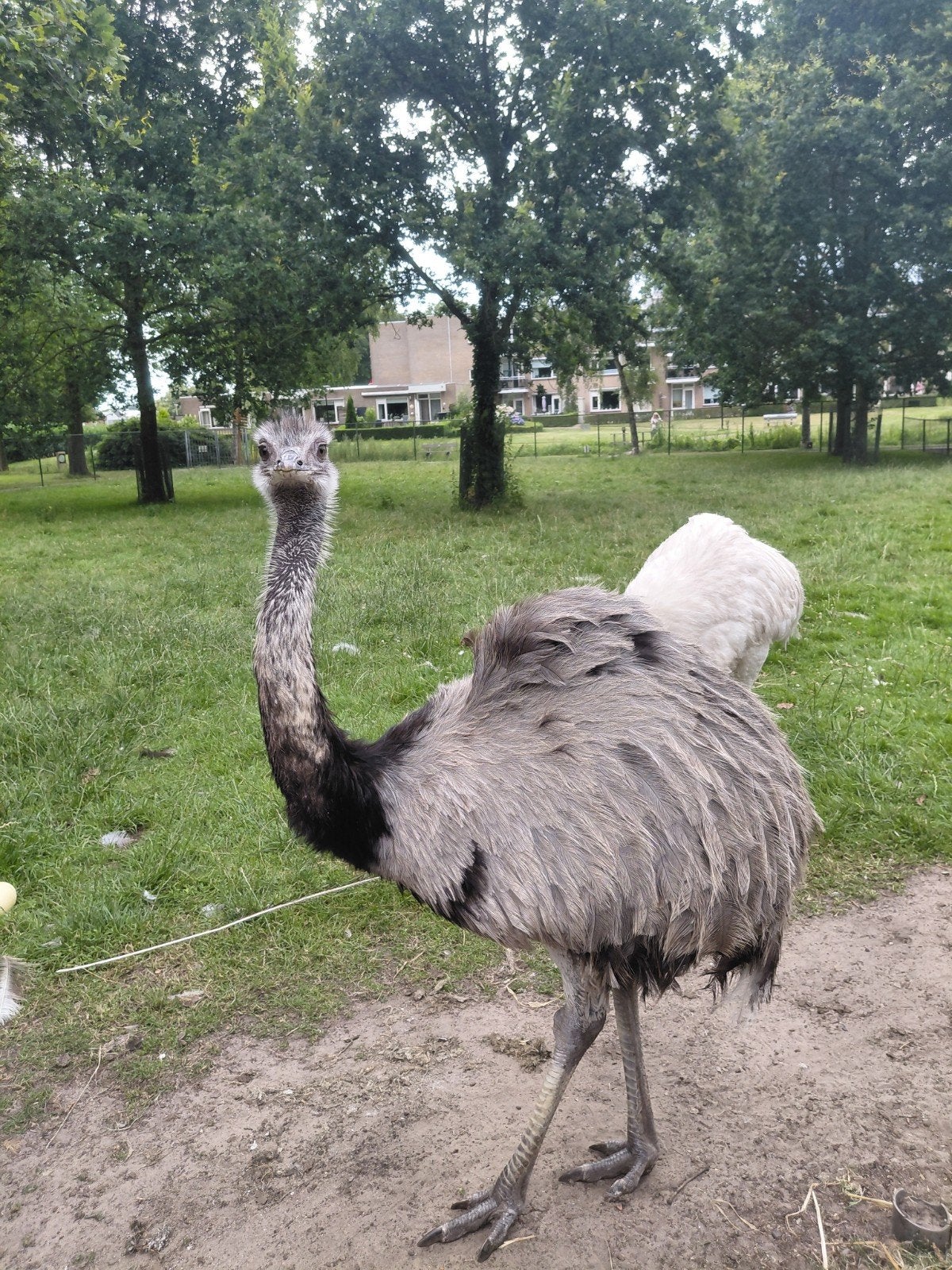 Nandoe haan, Mannelijk, Overige soorten
