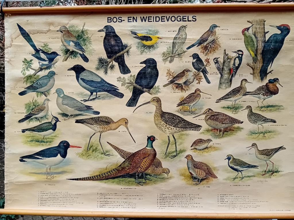 Schoolkaart Bos en Weidevogels., Ophalen of Verzenden, Natuur en Biologie