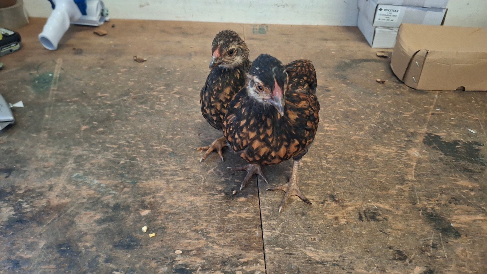 Wyandotte kriel kippen, Dieren en Toebehoren