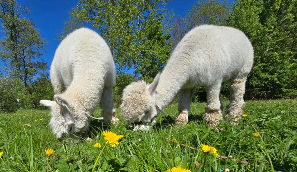 Vrijwilliger/verzorger gezocht voor alpaca's, Dieren en Toebehoren, Stalling en Weidegang