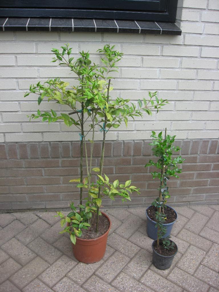 Geurende klimplanten toscaanse jasmijn en rode kamperfoelie, Vaste plant, Halfschaduw, Zomer, Ophalen
