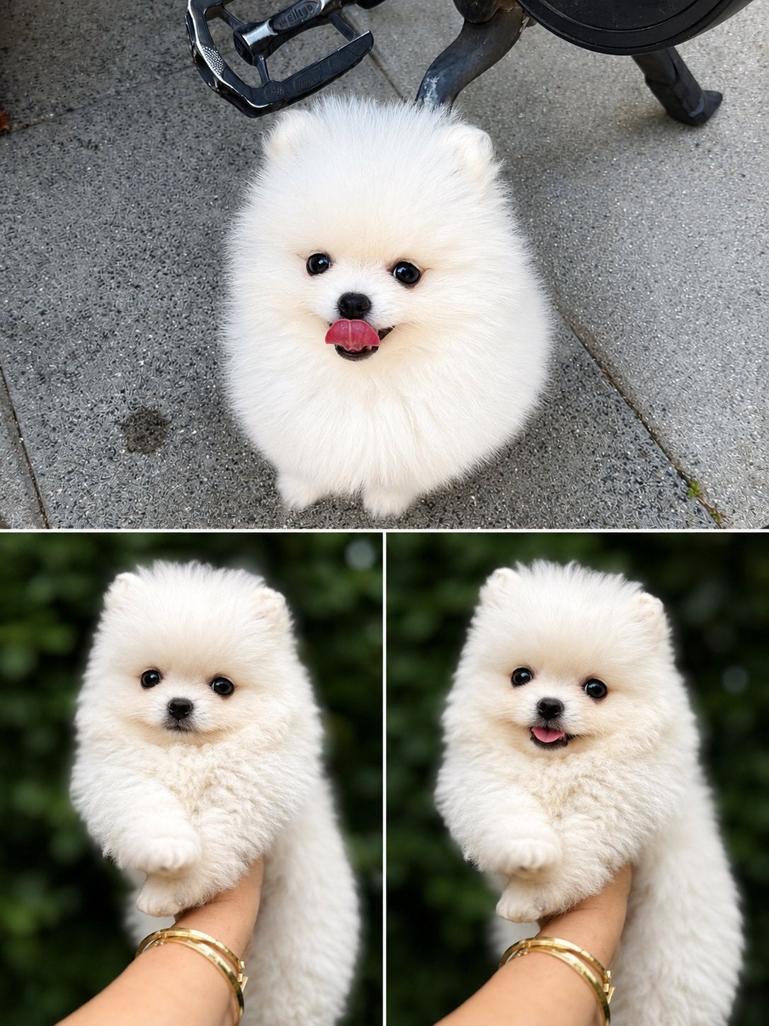 Prachtig mooi, klein blijvende Pomeranian/pomeriaan puppy’s, Keeshond, 8 tot 15 weken, Parvo, Meerdere