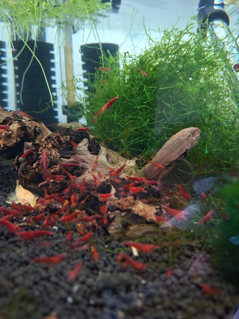 Vuurgarnalen, Dieren en Toebehoren, Kreeft, Krab of Garnaal, Zoetwatervis, Schoolvis