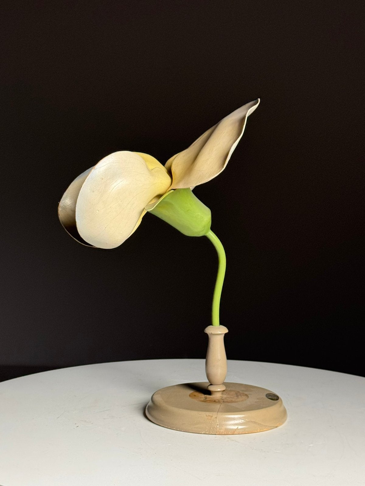 Duits Botanisch model bloem ca. 1900, Ophalen of Verzenden