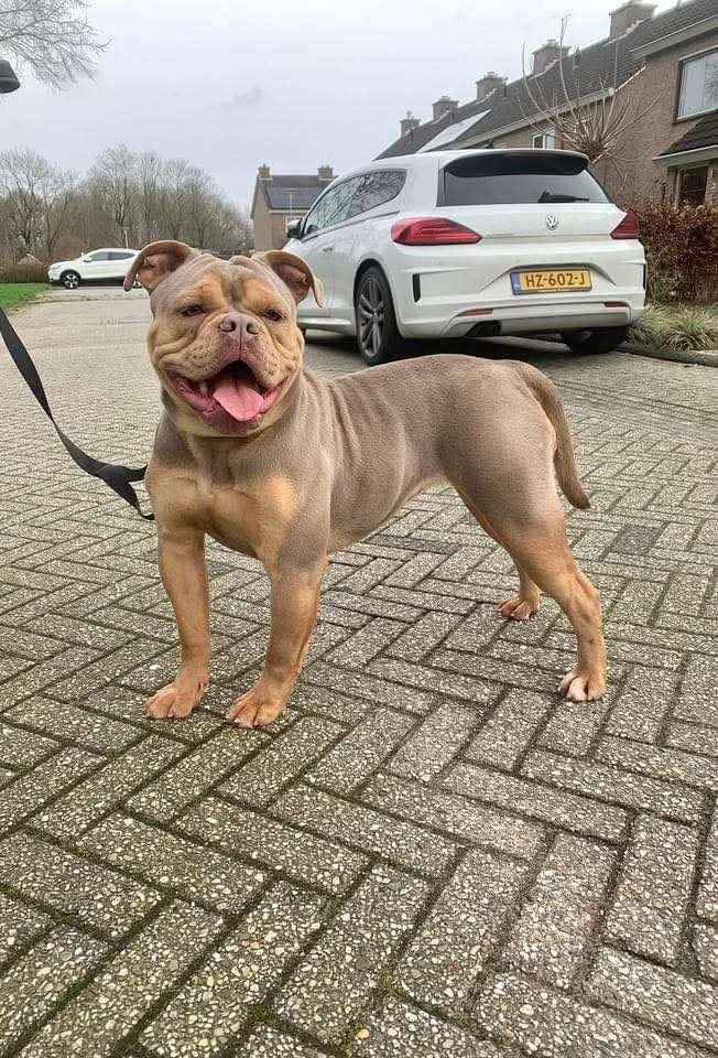 Old english bulldog, Dieren en Toebehoren, Teef, Bulldog, Eén hond, CDV (hondenziekte)