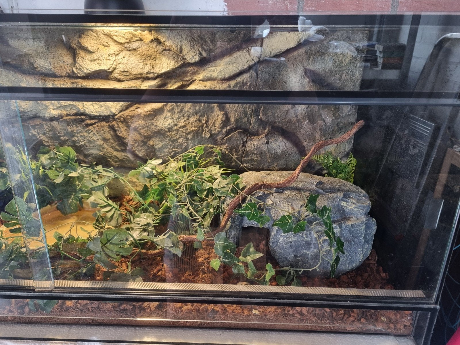 Koningspython (Python regius) + terrarium en toebehoren Ball Python photo 4