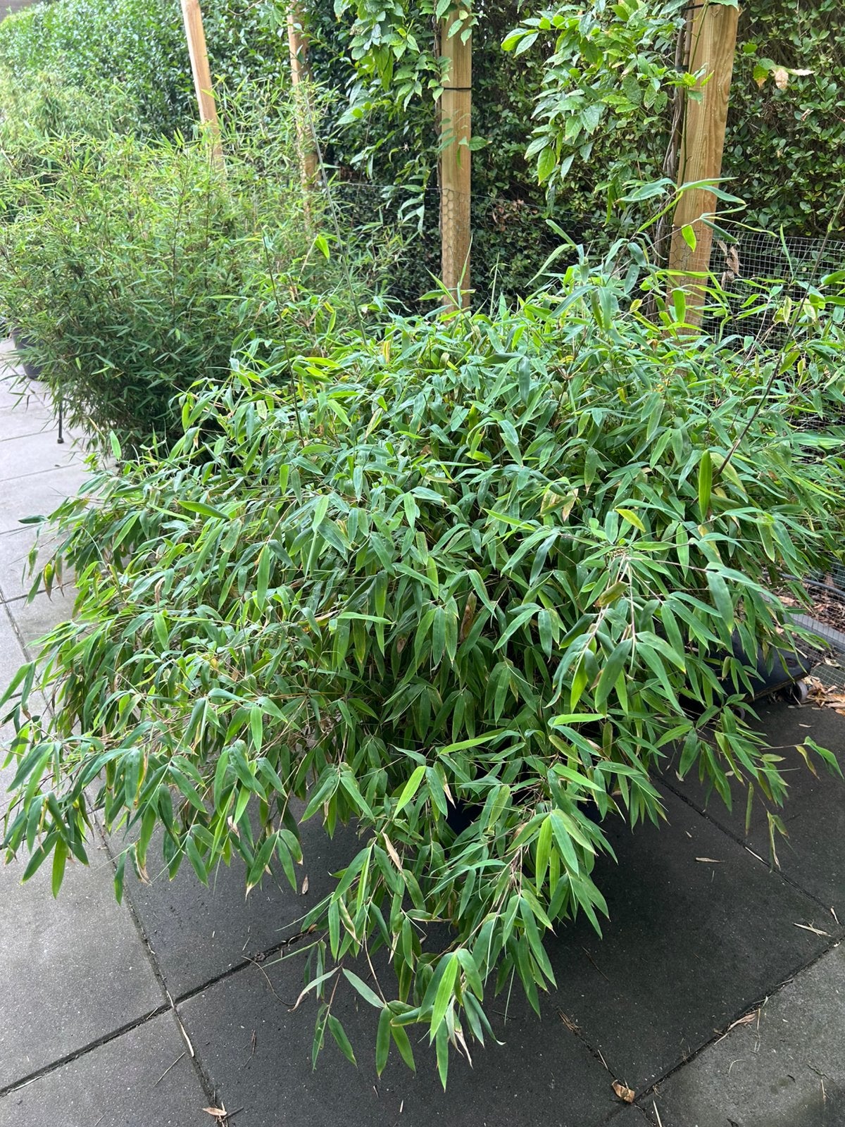 Te koop asngeboden niet woekerende fargesia bamboe, Tuin en Terras, Ophalen, Bamboe