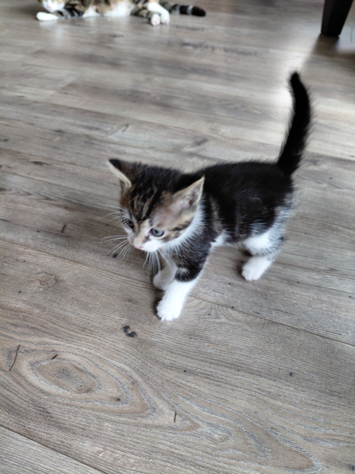 Tekoop! 5 schatige kittens!!, Meerdere dieren, Kortharig
