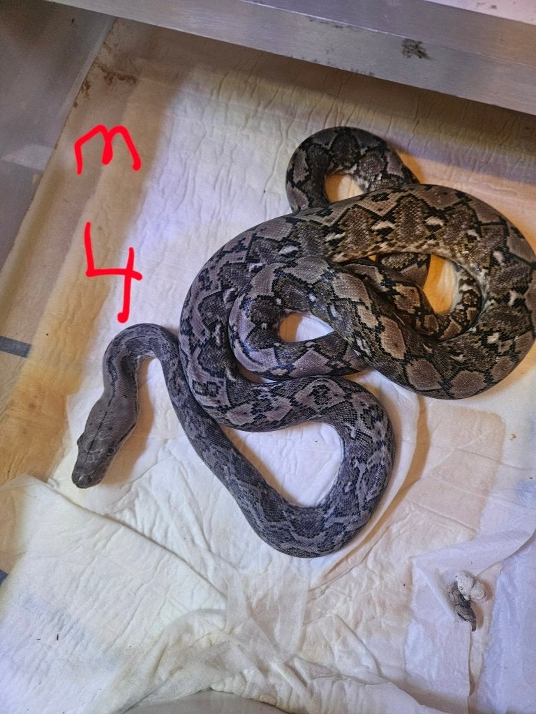 POUR  Snakeday  python reticulatus KAROMPA  super nain F1 Reticulated Python photo 5