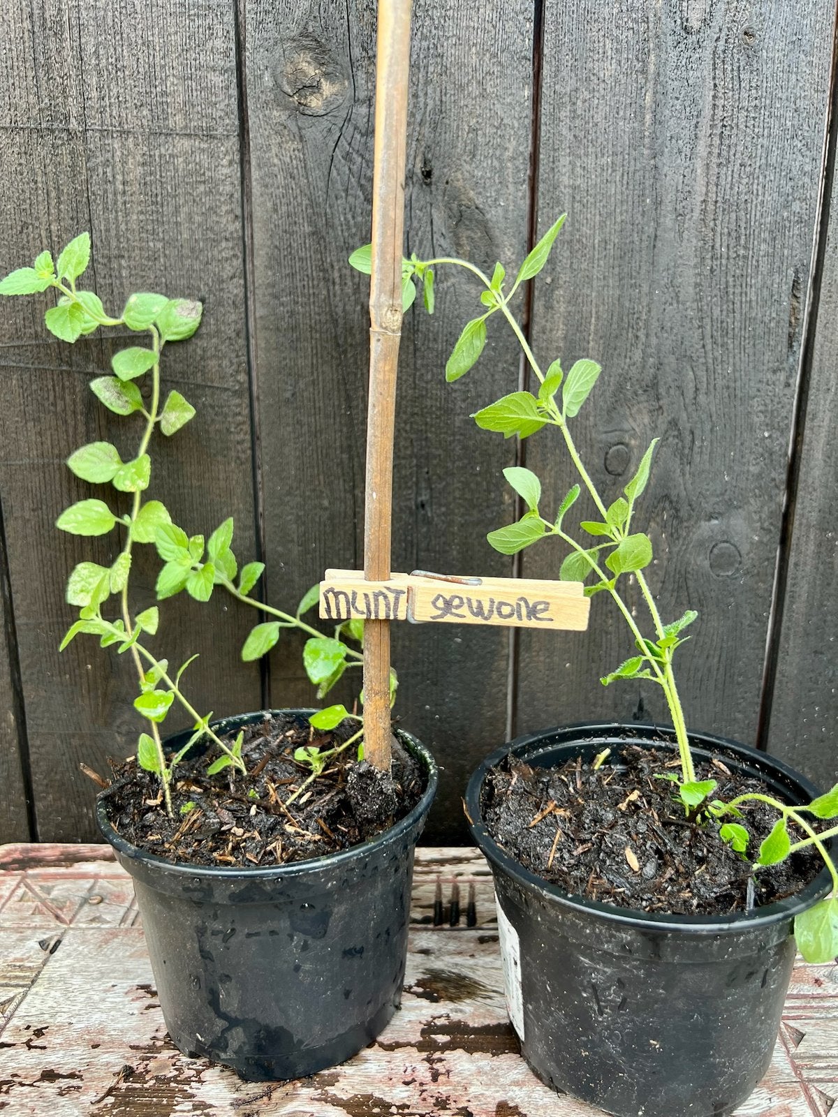 MUNT uit Biologische tuin. Lila bloemetjes, Tuin en Terras, Ophalen, Volle zon, Vaste plant, Kruiden