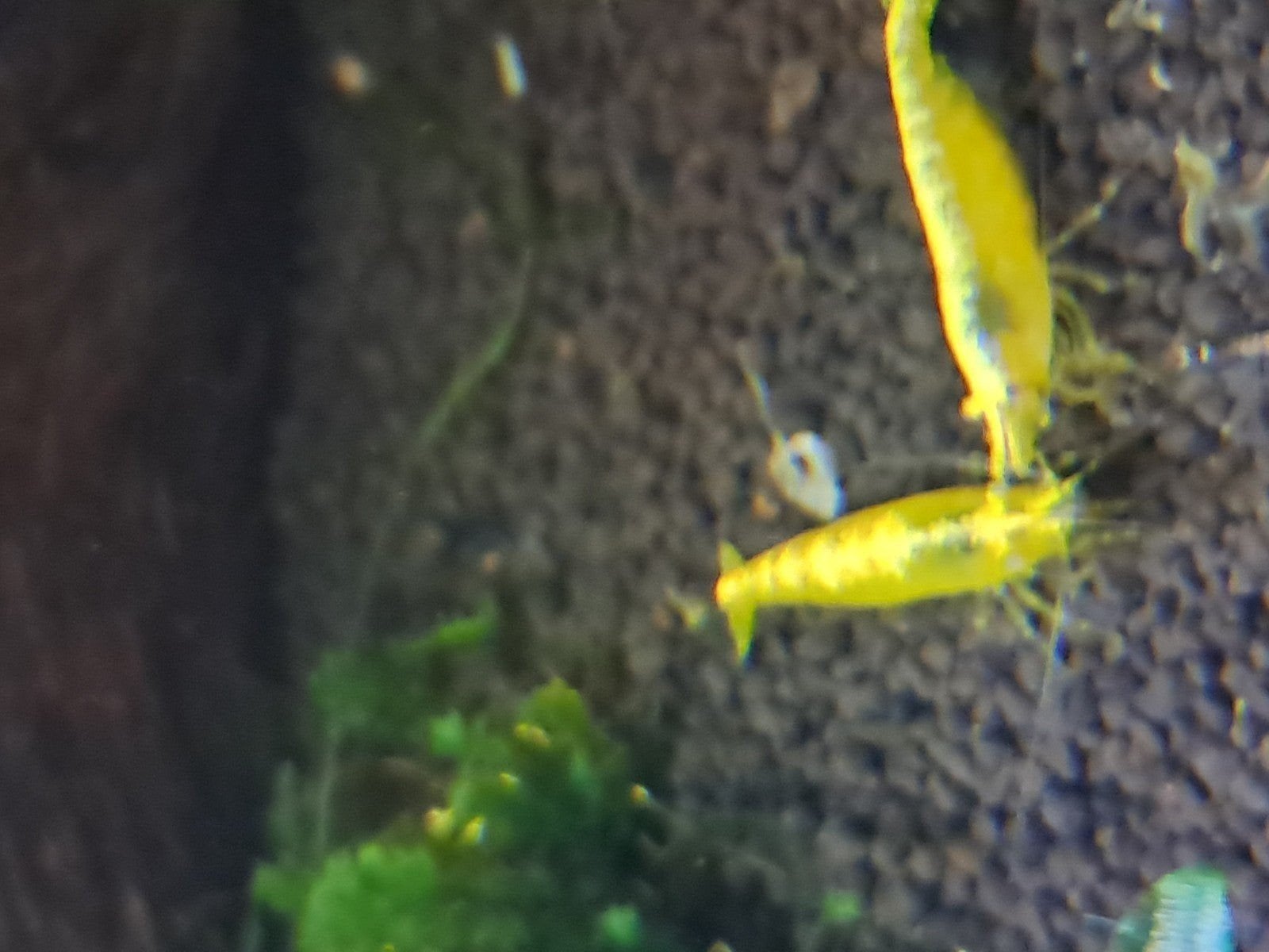 Yellow backline garnalen, Kreeft, Krab of Garnaal