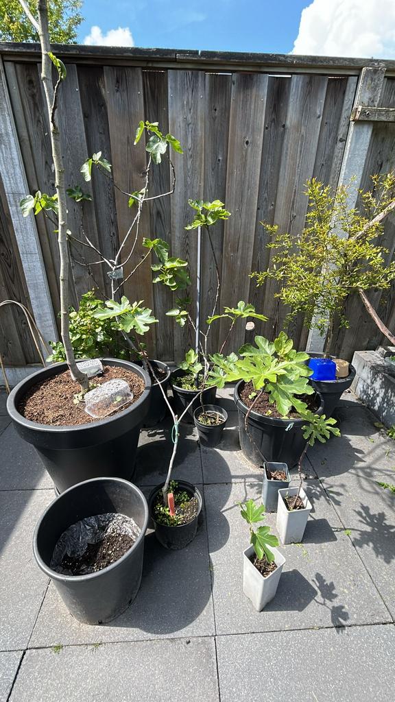 Vijgenboom, Ophalen, 100 tot 250 cm, Vijgenboom, Lente
