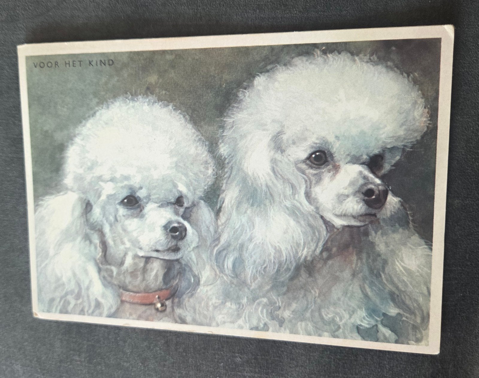 Vintage Ansichtkaart Dwergpoedels - Voor Het Kind, Verzenden, 1940 tot 1960, Ongelopen, Overige thema's