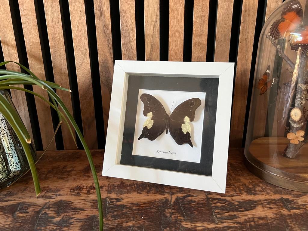 Ingelijste vlinder Neorina lowii, Verzamelen, Ophalen of Verzenden, Zo goed als nieuw, Insect, Opgezet dier