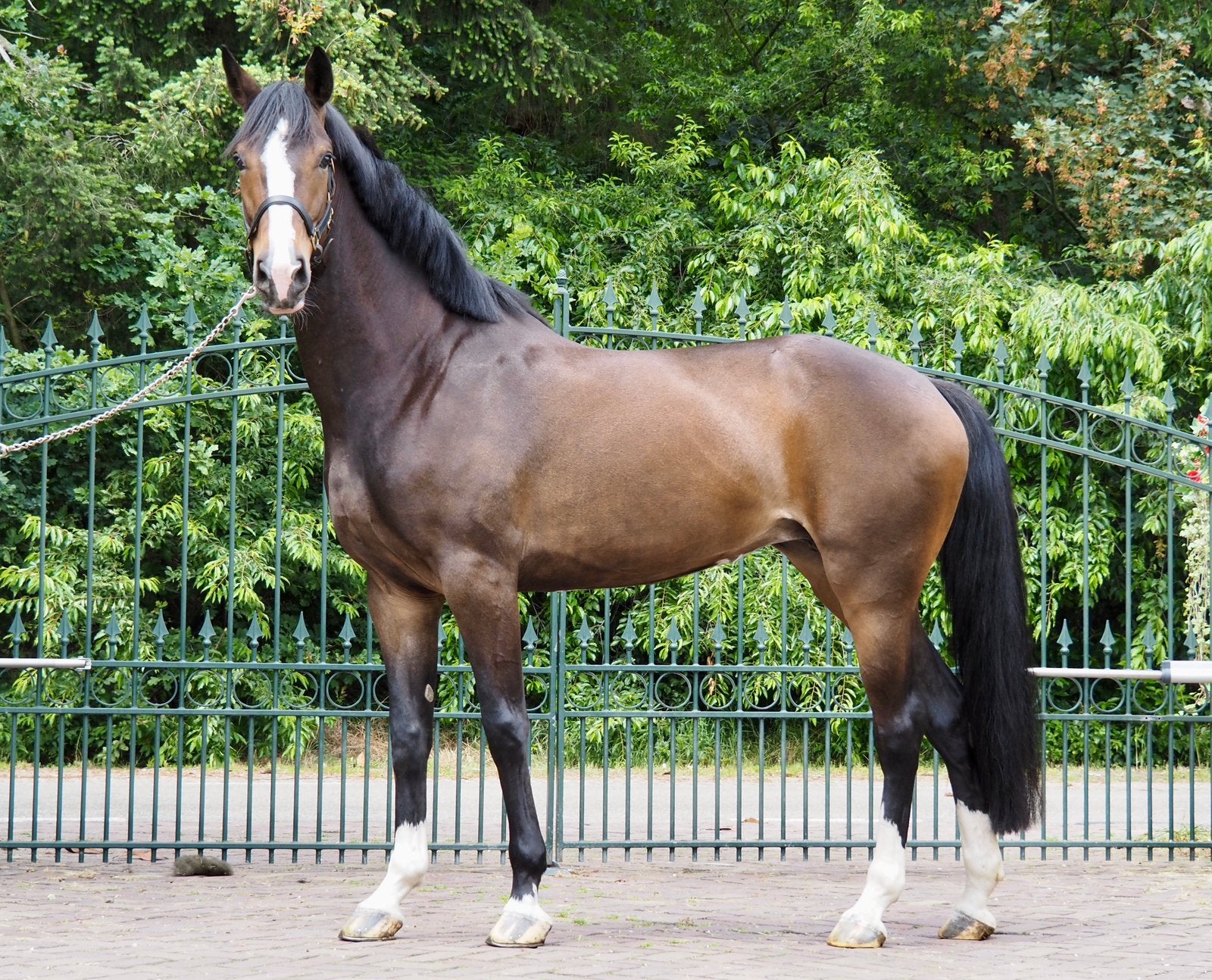 Verschilende paarden te koop springers en dresuur !, ZZ, Springpaard, Met stamboom, Ruin