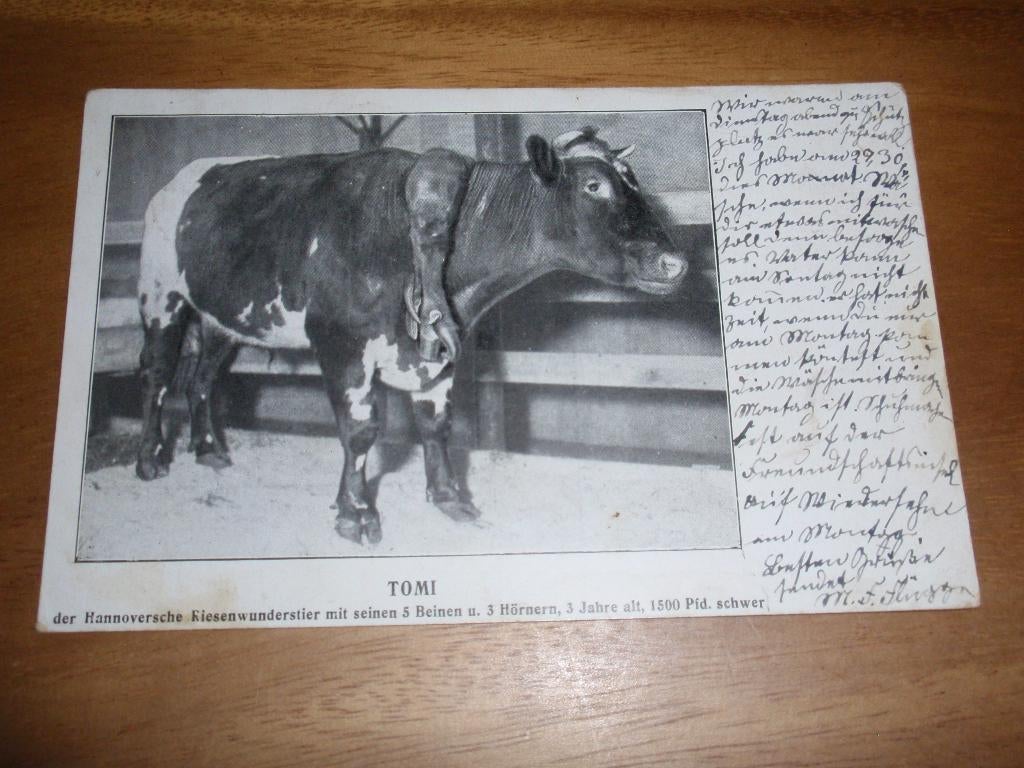 Stier Tomi met 5 Poten Koe Rund, Verzenden, Voor 1920, Gelopen, Overige soorten