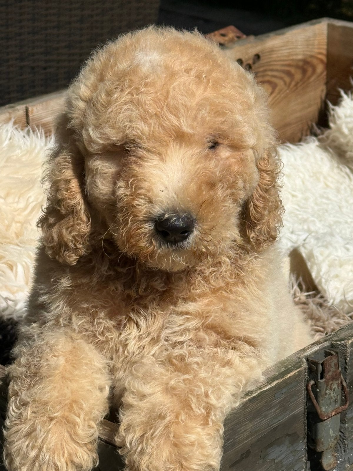 Labradoodle, Parvo, Nederland, Overige rassen, 8 tot 15 weken