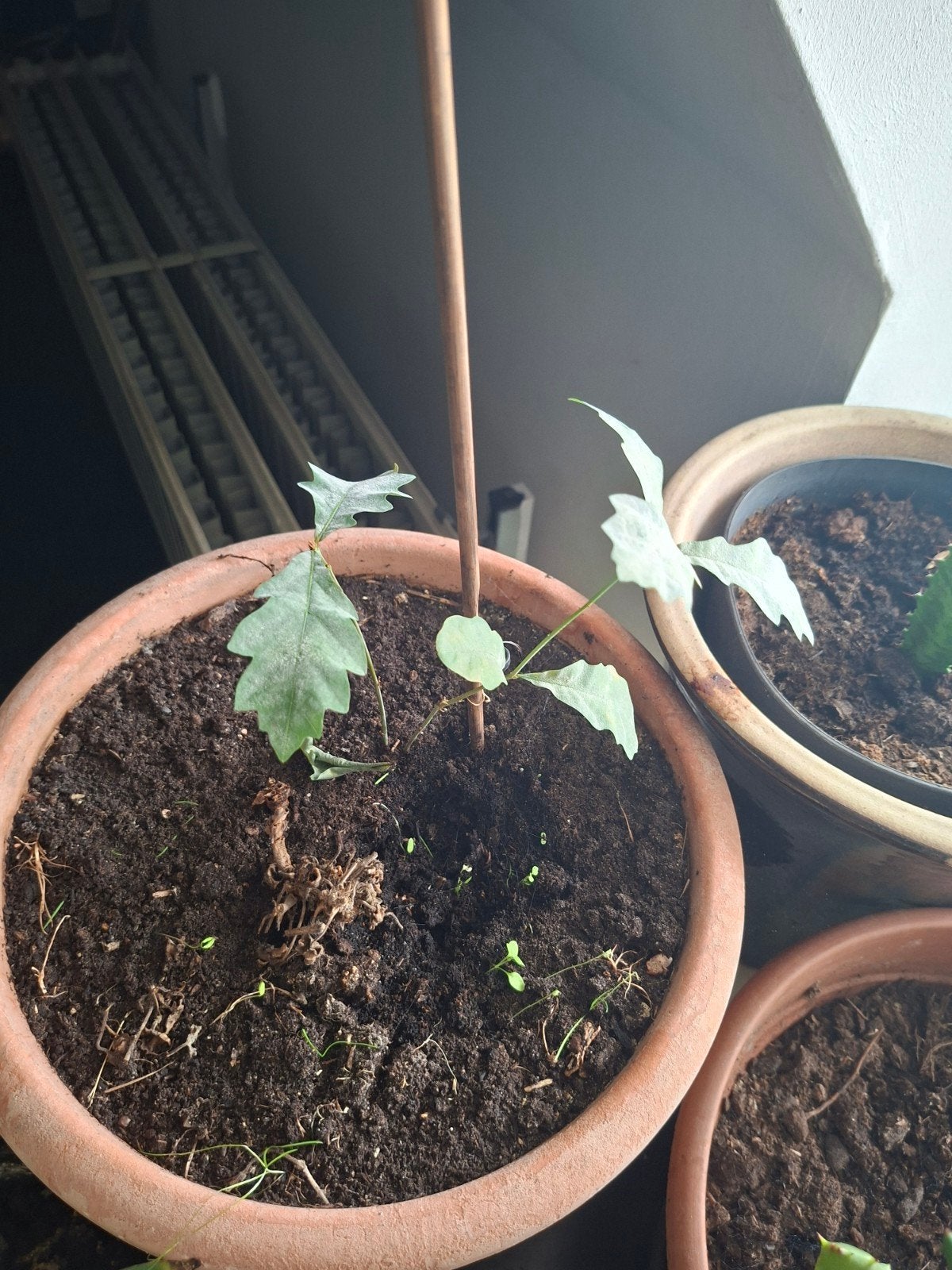 Jonge eikenboom in pot, Volle zon, Vaste plant, Bloeit niet, Ophalen