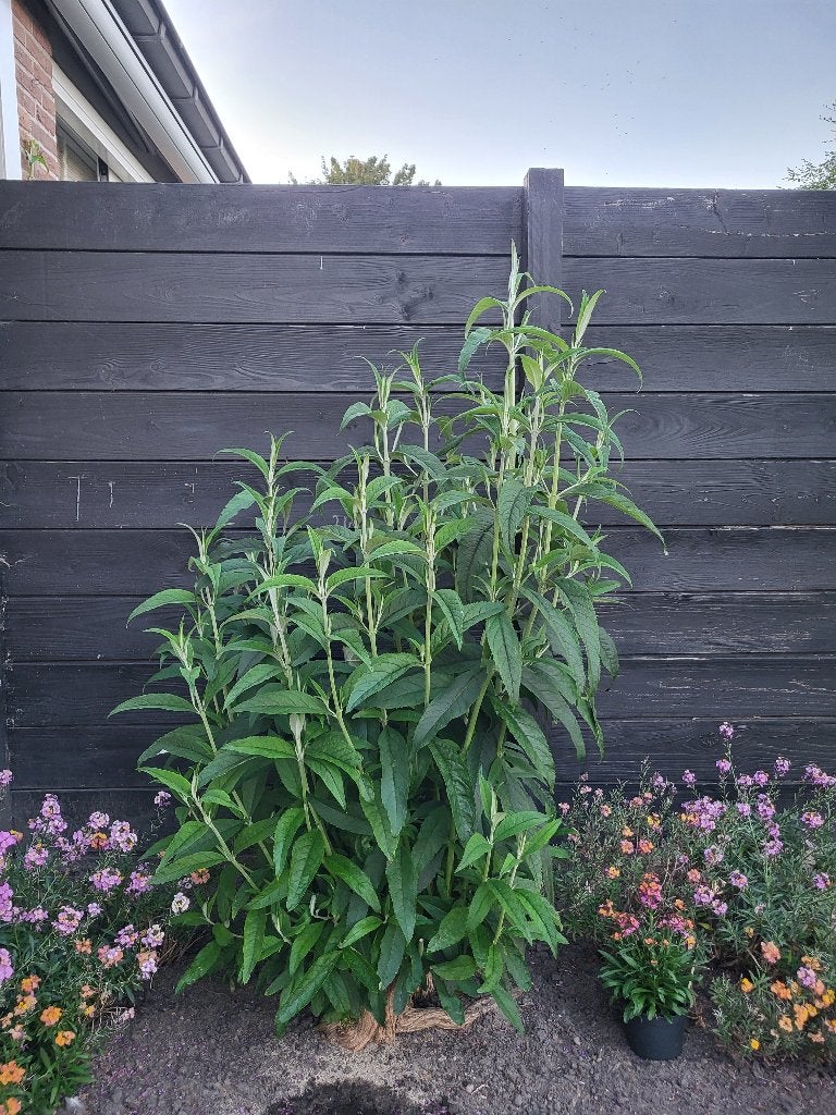 Volle vlinderstruik, Volle zon, Vaste plant, Zomer, Ophalen