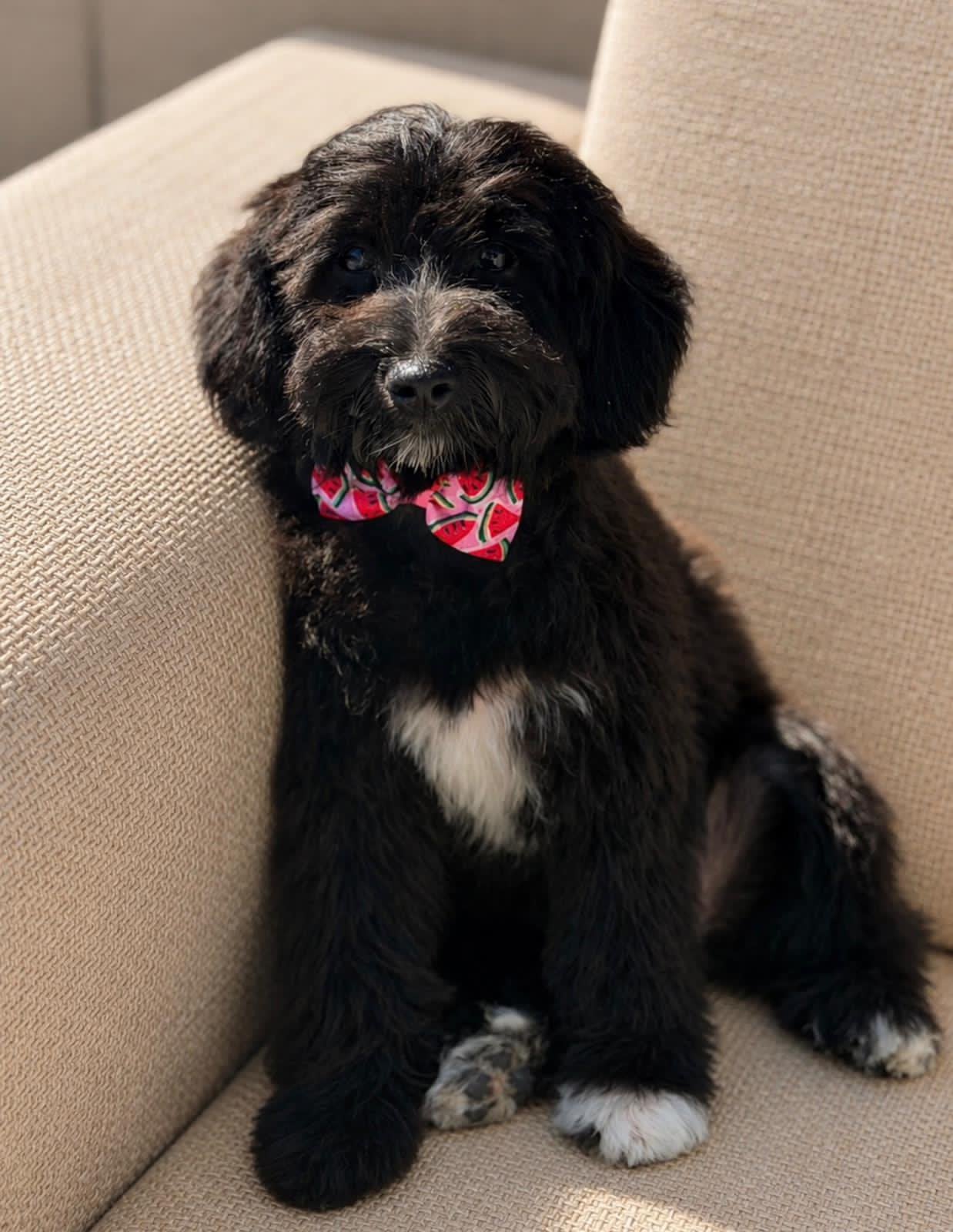 Cockapoo pup ( cocker spaniel x toypoedel), Dieren en Toebehoren, 8 tot 15 weken, Parvo, Eén hond, Nederland