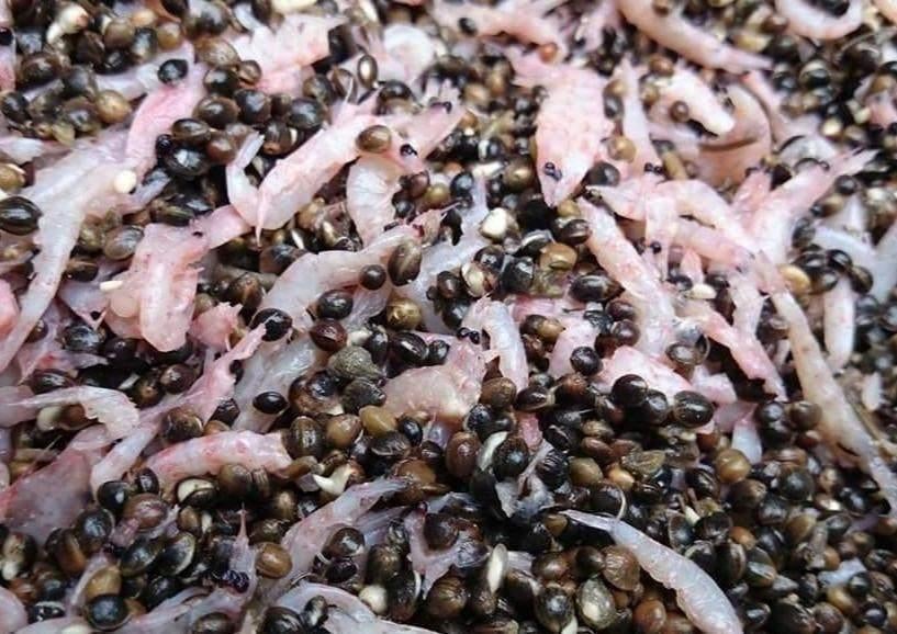 Hennep Krill mix, Watersport en Boten, Hengelsport | Karpervissen, Ophalen of Verzenden, Nieuw, Overige typen