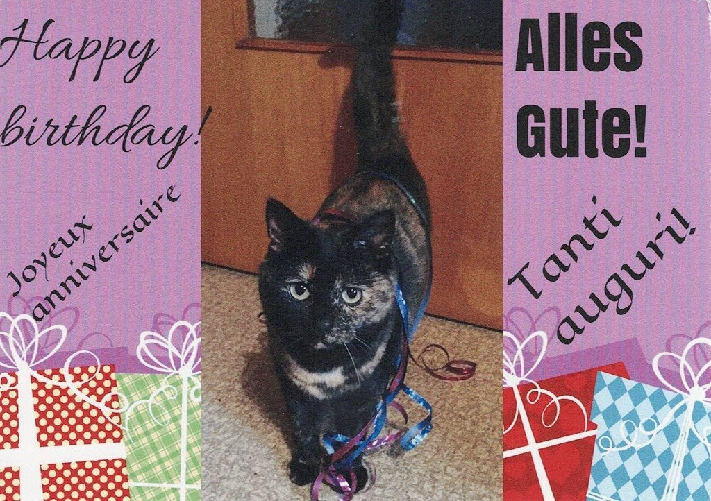 Kat is versierd 342, Verzamelen, Ophalen of Verzenden, 1980 tot heden, Gelopen, Hond of Kat