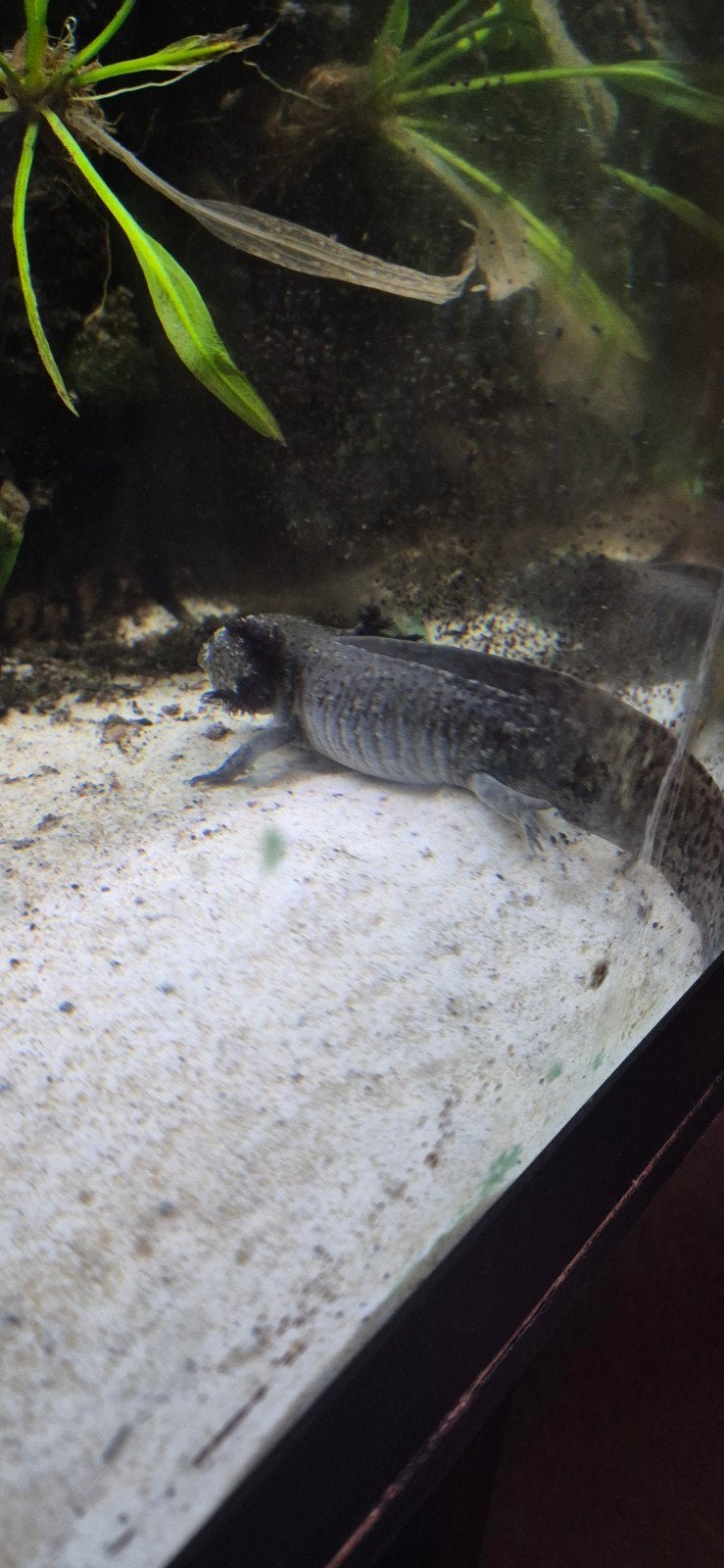 axolotls, Dieren en Toebehoren, Vis, Zoetwatervis
