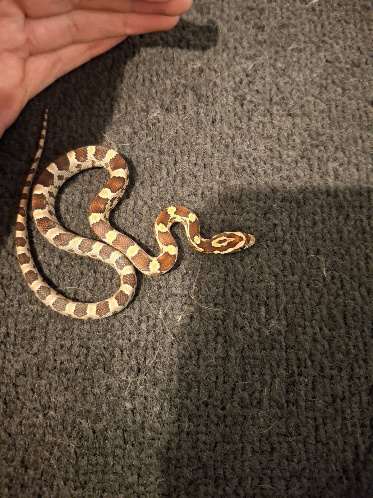 rattenslang baby's (pantherophis guttatus) Corn Snake photo 4