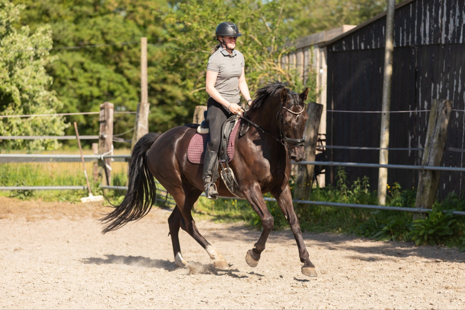 KWPN ruin(11 jaar) – betrouwbare allrounder op M-niveau, Dieren en Toebehoren, Paarden, Ruin, Dressuurpaard