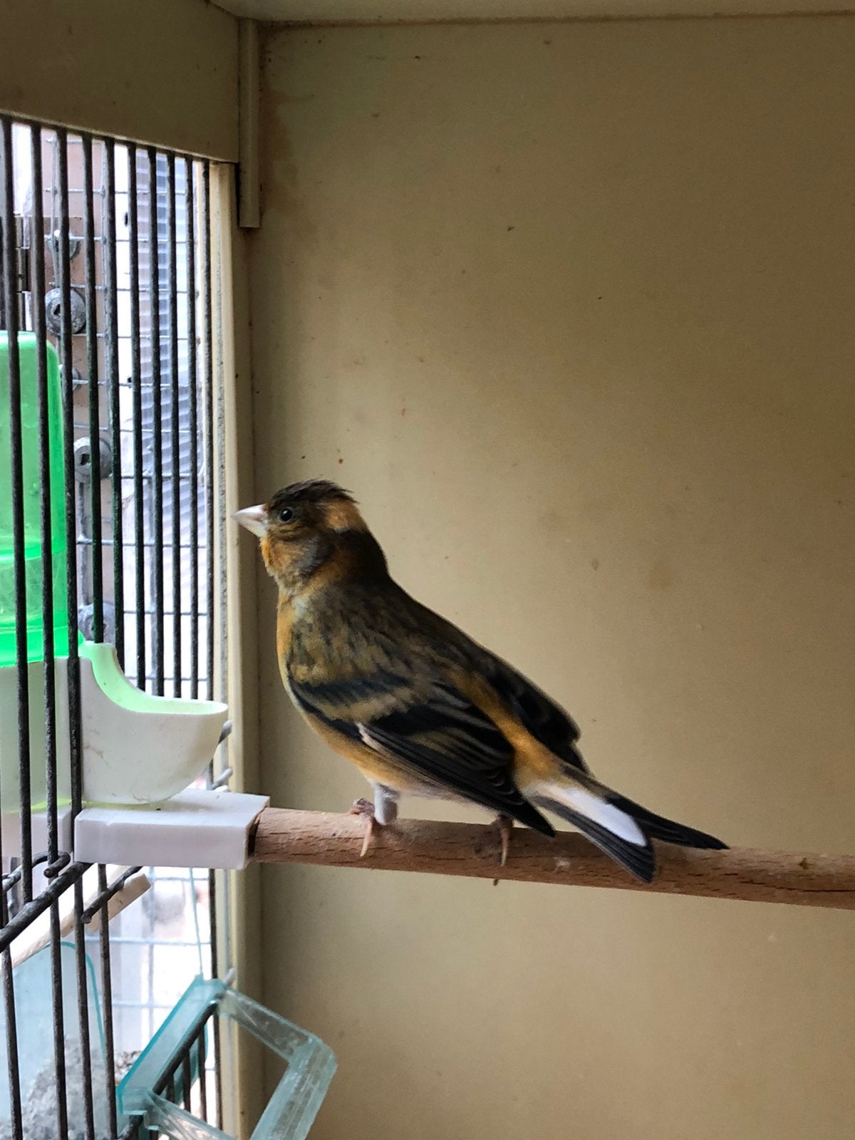 F1 bastaard goede zanger, Mannelijk, Wildzangvogel