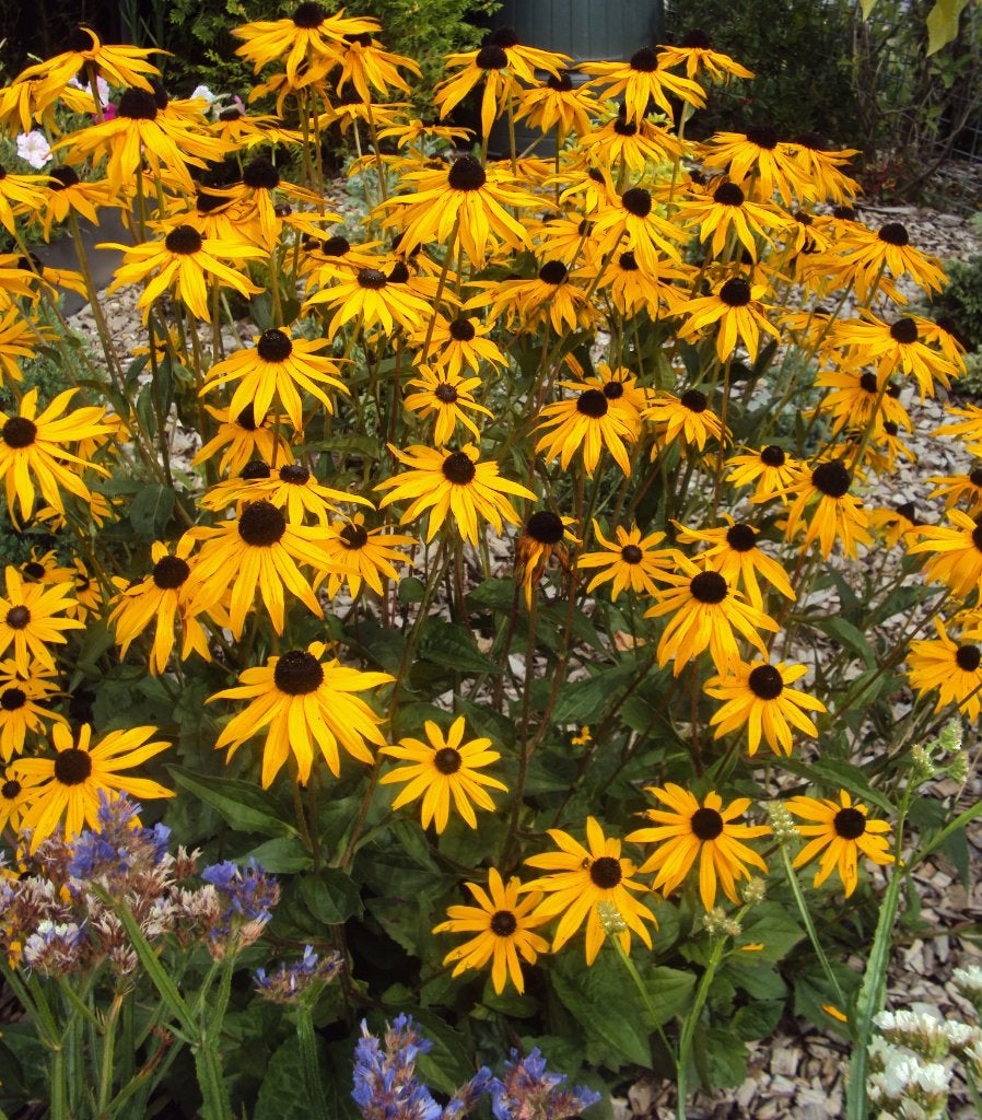 Vaste plant Rudbeckia fulgida 'Goldsturm' , gele zonnehoed, Volle zon, Vaste plant, Zomer, Ophalen