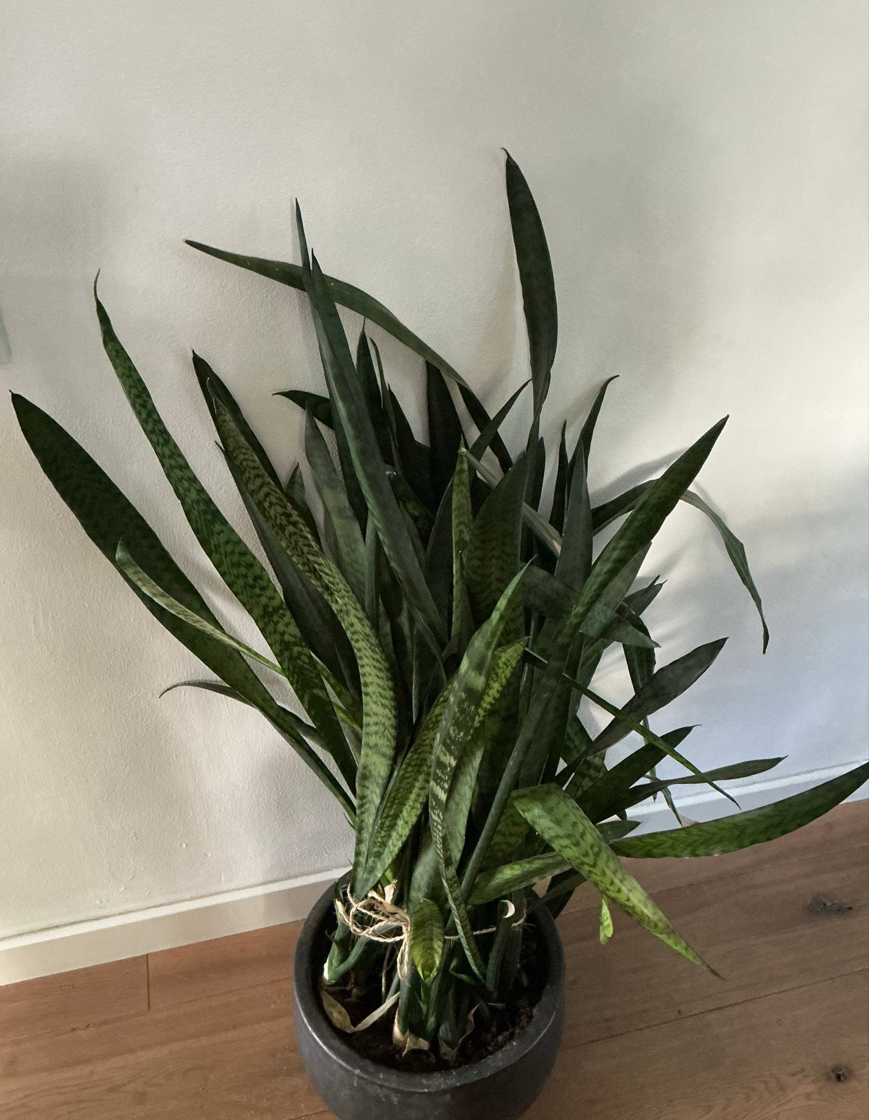 Sanseveria (Vrouwentong) - 90cm - Makkelijk te stekken, Ophalen, Overige soorten, Halfschaduw, Minder dan 100 cm