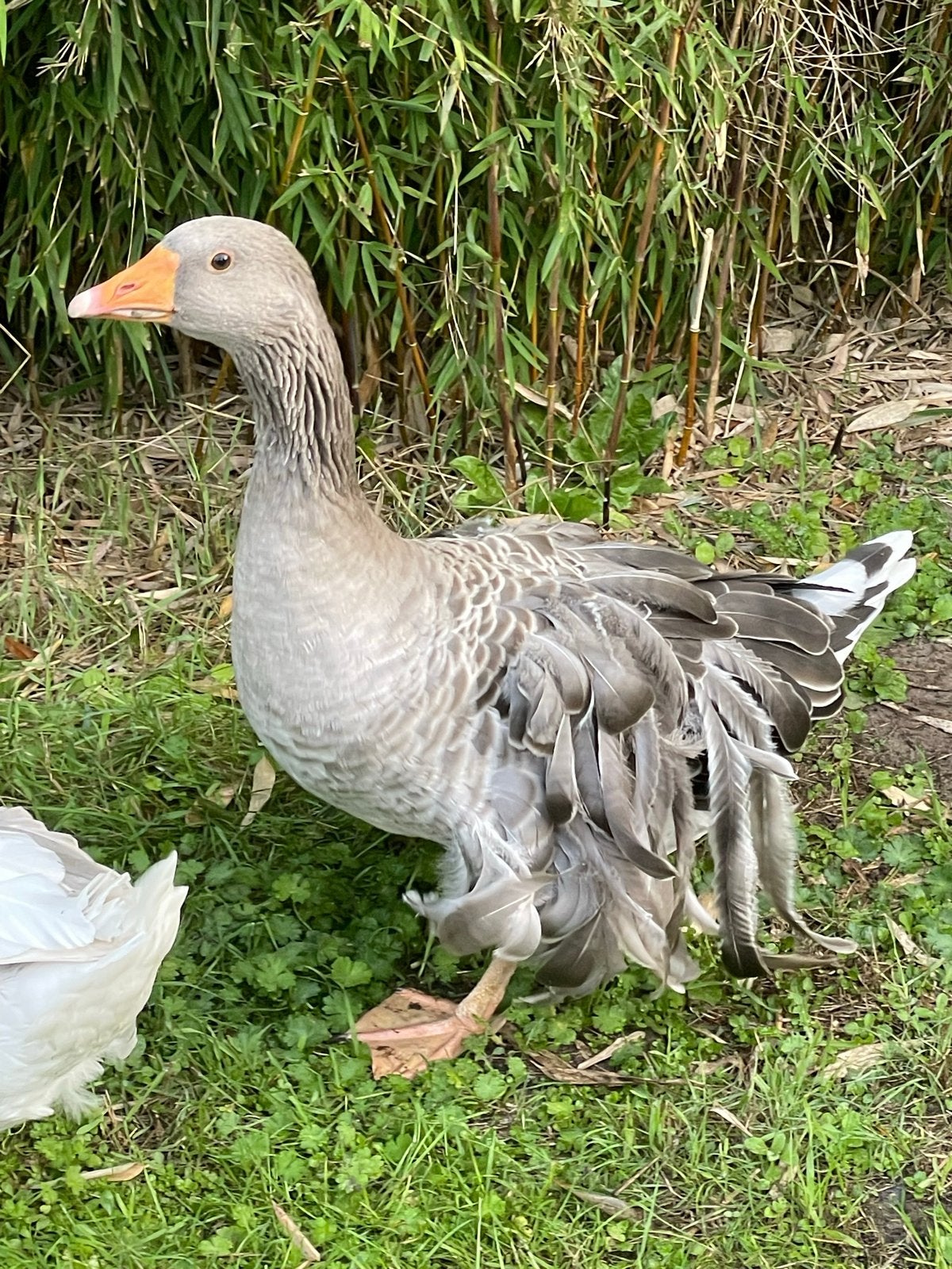 Krulveergans sebastepol gans, Dieren en Toebehoren