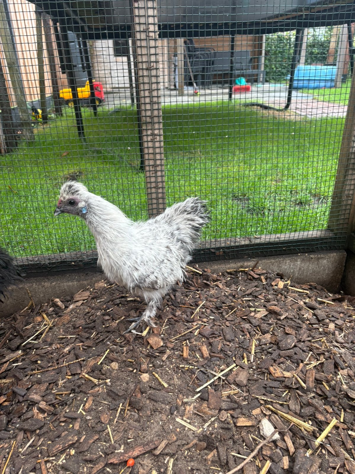 Zijdehoen kriel haan, Dieren en Toebehoren, Mannelijk, Kip