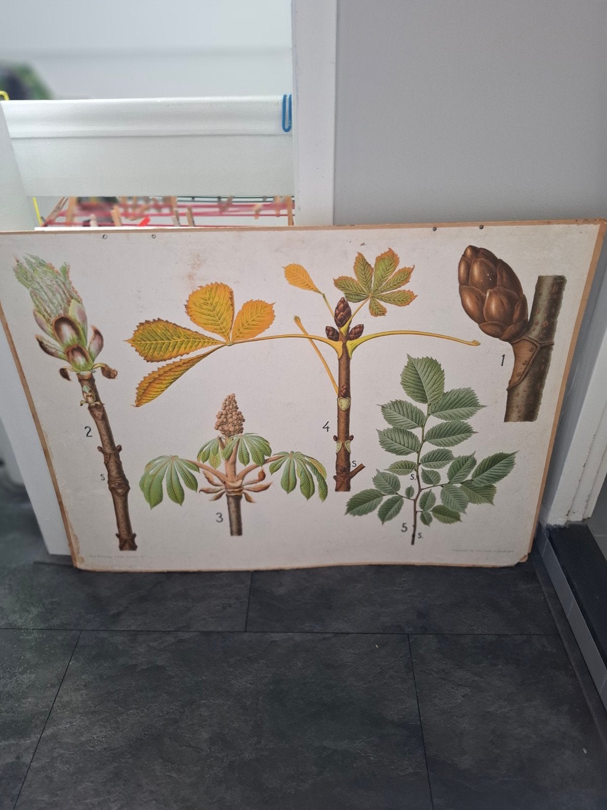 Grote oude schoolplaat karton. Bomen en zaden voor en achter, Ophalen, Natuur en Biologie