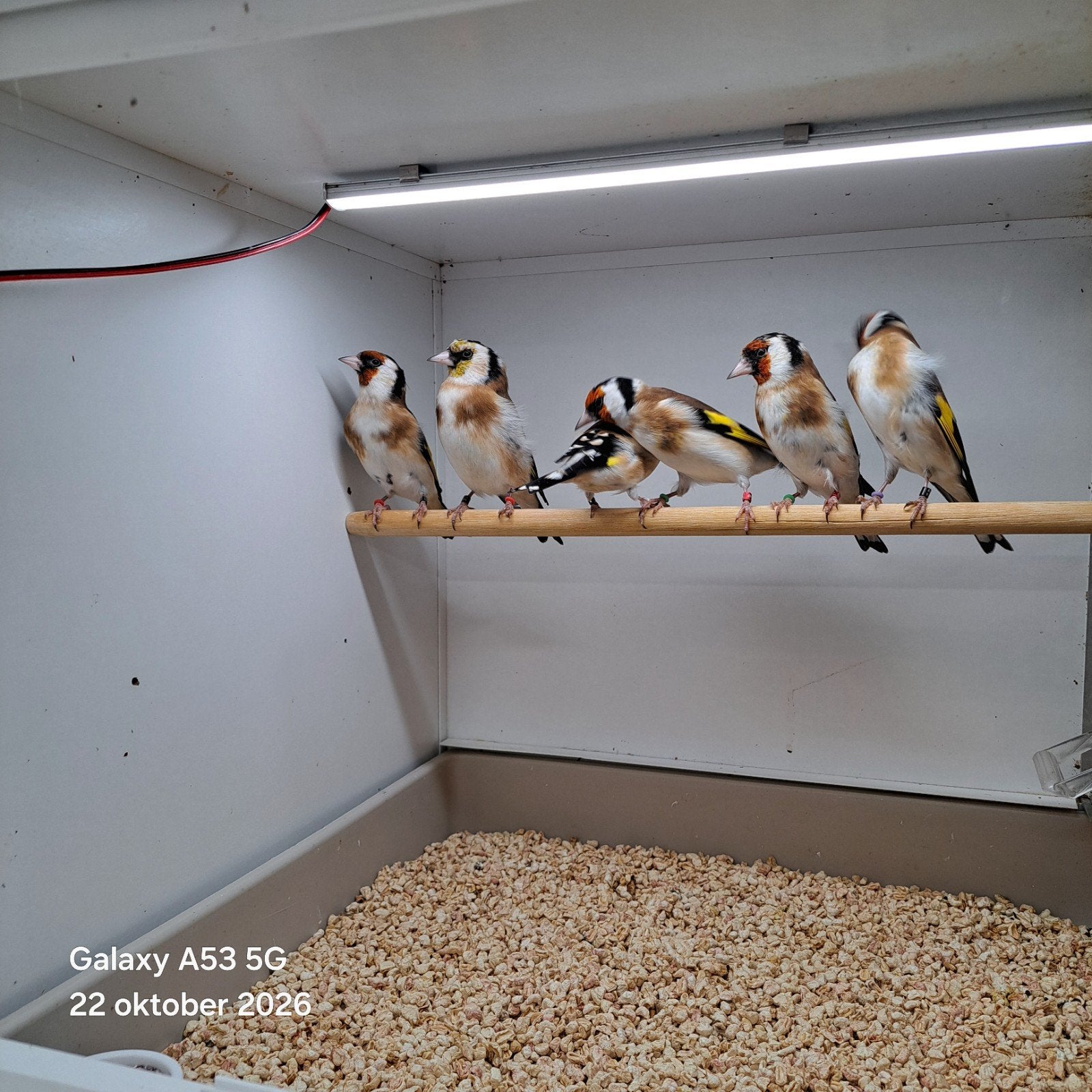 Putters, Dieren en Toebehoren, Meerdere dieren, Wildzangvogel, Geringd