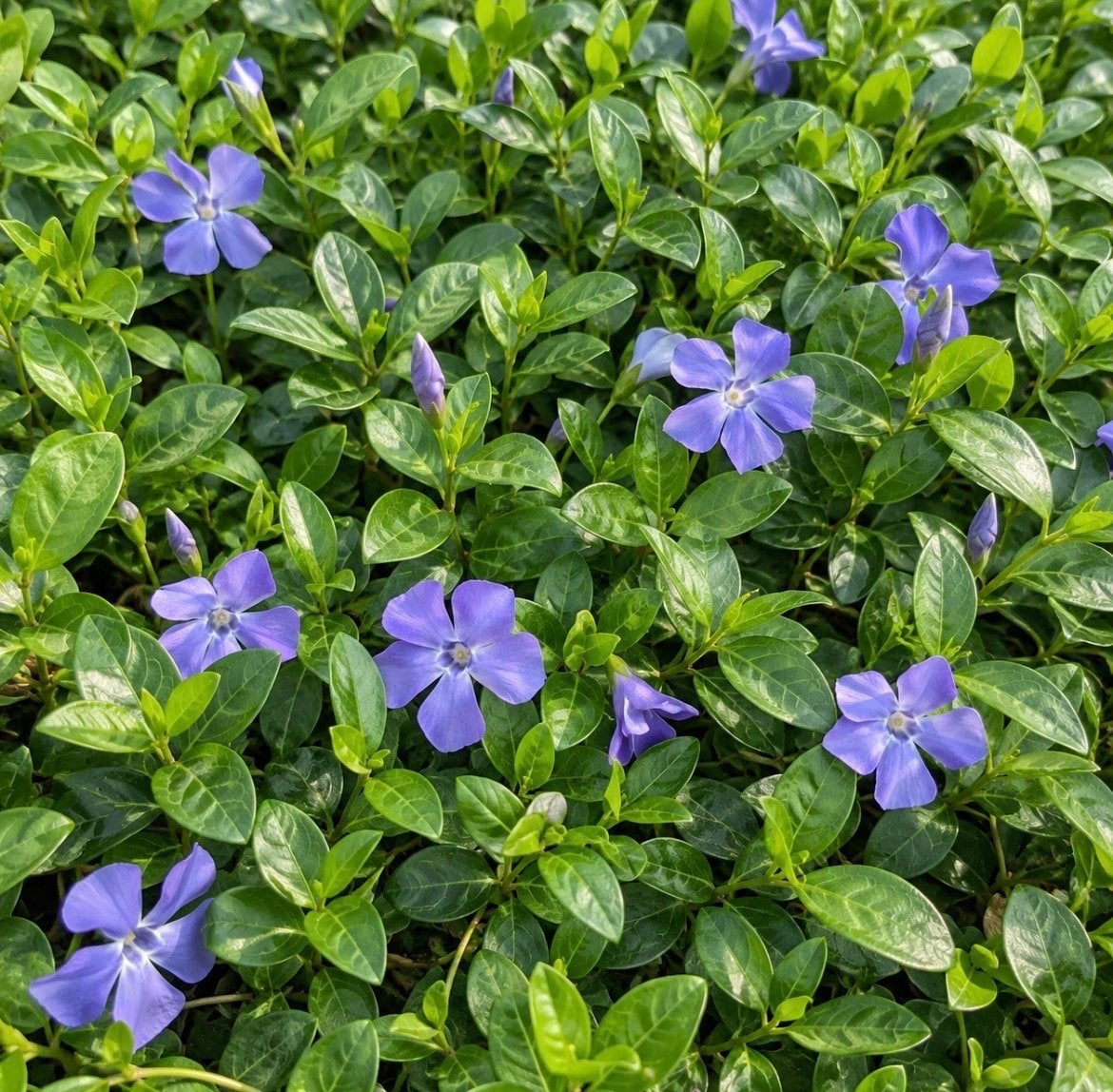 Vinca minor (Maagdenpalm) - Ideale Bodembedekker, Bodembedekkers, Vaste plant, Ophalen of Verzenden, Halfschaduw