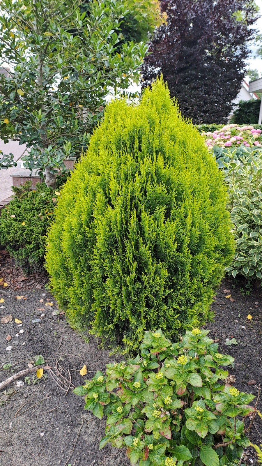 2 gratis coniferen, Ophalen, Conifeer, 100 tot 250 cm