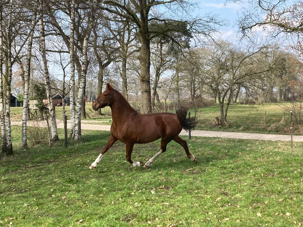 Ster Tuigpaardmerrie te koop, Dieren en Toebehoren, Paarden, Merrie, Tuigpaard, Met stamboom, 11 jaar of ouder