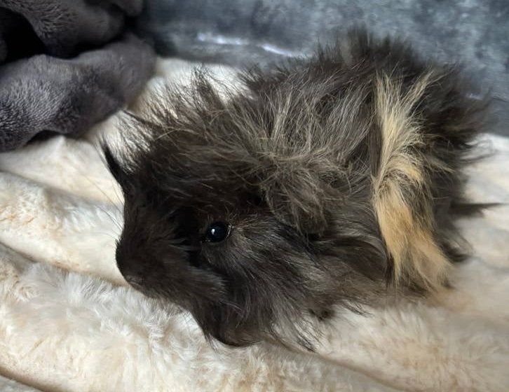 Peruvian jong cavia beertje 4 sept.  zsm naar nieuw huisje, Dieren en Toebehoren, September, Mannelijk, Cavia