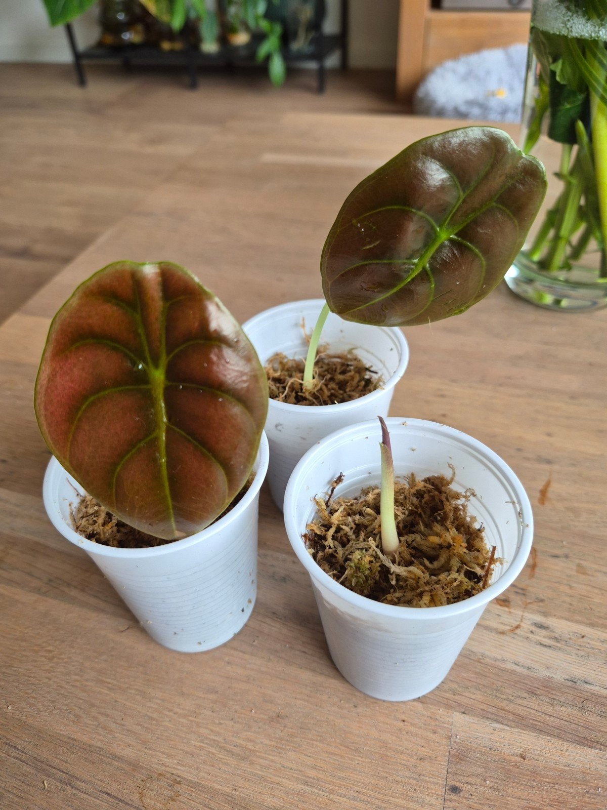 Alocasia Cuprea 'Red Secret' stekjes (3 voor €8), Overige soorten, In pot, Minder dan 100 cm, Groene kamerplant
