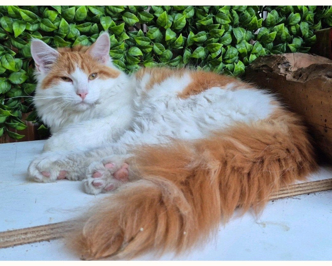 maine coon kater met stamboom, Kater, Met stamboom, 0 tot 2 jaar